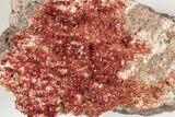 6.3" Ruby Red Vanadinite Crystals on Barite - Morocco - #196337-2